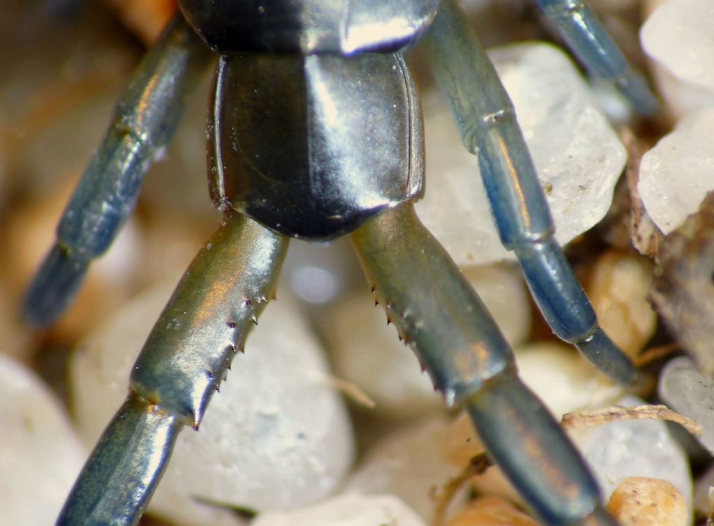 Scolopendra cingulata siciliana